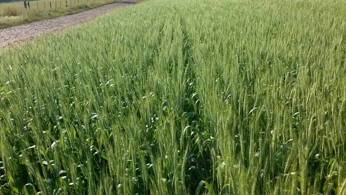 Argentina encerra plantio do trigo e da cevada com recorde histórico de área