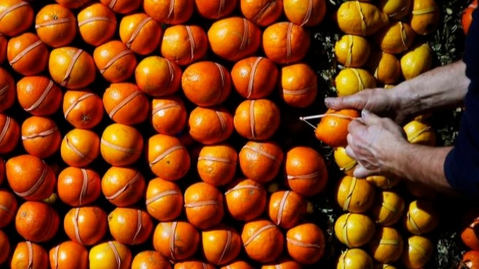 Citros: Em final de mês, mercado de cítricos é mais calmo