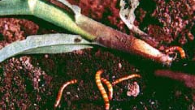 Larva Alfinete passa despercebida nas lavouras de milho, mas pode trazer perdas de até 35%