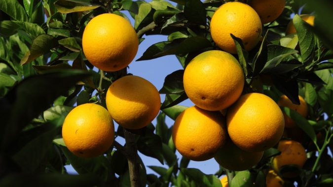 Cotada a R$ 2,20/kg, menor preço desde agosto de 2025, laranja pera é  destaque da semana no atacado da CEAGESP