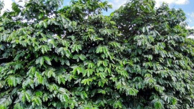 Procafé libera duas novas cultivares de café para registro no Ministério da Agricultura