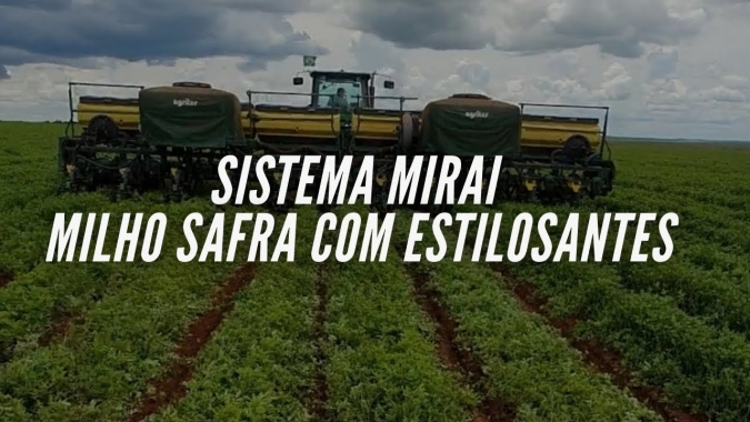 Sungi Hisaeda comprova: consorcio de milho com estilosante agrega 28 t de massa seca na cobertura