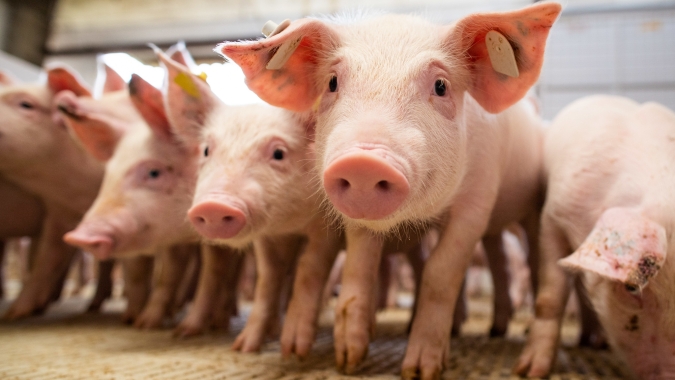 Cotações no mercado se suínos seguem em queda nesta segunda-feira (8)