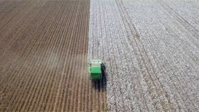 Começa a colheita de algodão no Sudoeste da Bahia