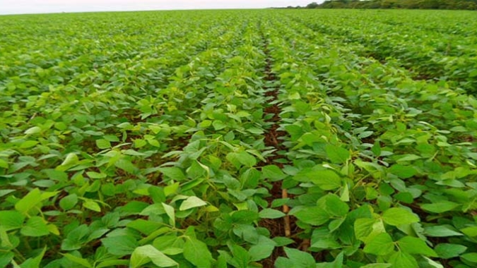 Balanço positivo do agronegócio na Bahia em 2021