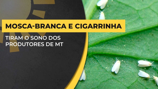Em Mato Grosso, prejuízos se agravam com ataques de mosca-branca na soja e cigarrinha no milho