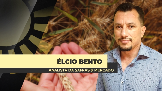 Preços internacionais do trigo seguem pressionados por oferta robusta, competição com o milho e financeiro turbulento