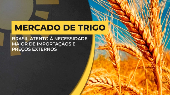 Mercado de trigo: Brasil atento à necessidade maior de importações e preços no mercado externo