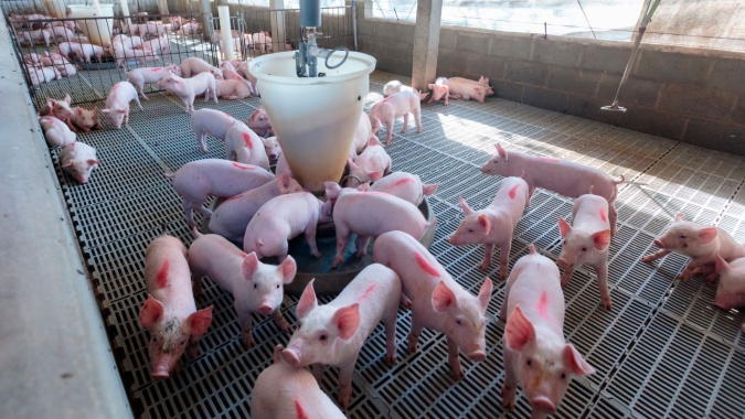 ABPA lança guia com orientações sobre gestão de gases de efeito estufa