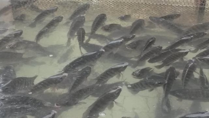 Preço médio da tilápia ao produtor em SP está em R$ 6,76/kg e no Paraná entre R$ 6,77 e R$ 7,41/kg, mostra levantamento do CEPEA