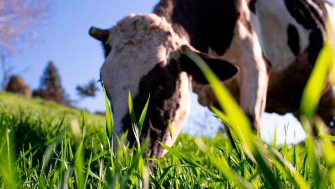 1º Dia de Cocho Digital da Biotrigo vai tratar do cultivo do trigo para alimentação animal
