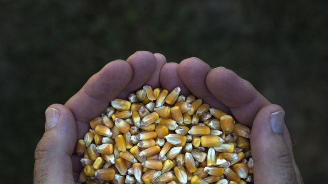 Milho: Bolsa de Chicago volta do feriado com queda para as cotações