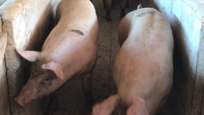 Suinocultura independente: setor segue com incertezas no caminho, mostrando preços estáveis ou em queda