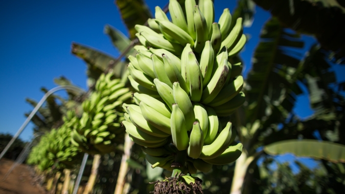 Banana: um cultivo fundamental para a segurança alimentar que está sob ameaça