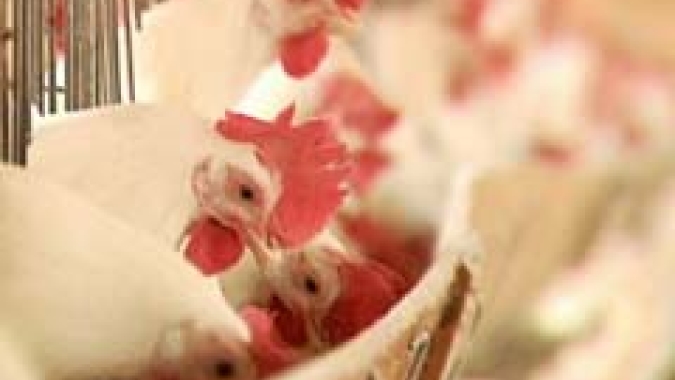 Frango: terça-feira de mercado misto; movimento aponta para sustentabilidade nos preços