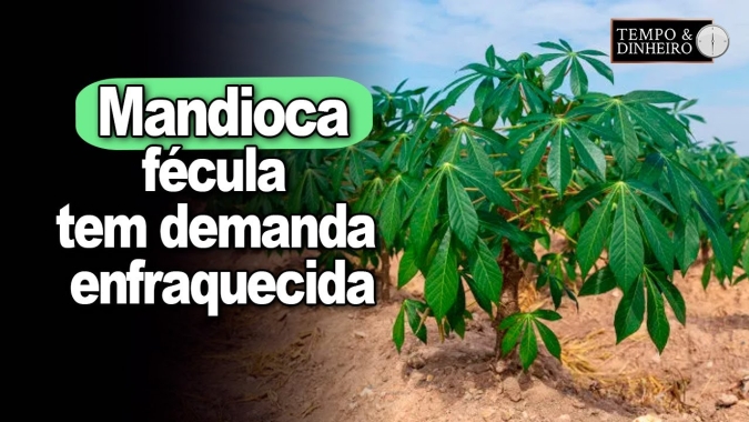 Mercado de mandioca: fécula tem demanda enfraquecida com compradores abastecidos