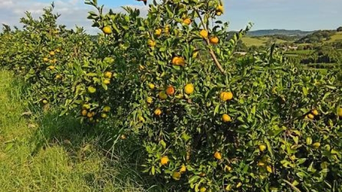 Citros apresentam diferentes fases de desenvolvimento no Rio Grande do Sul