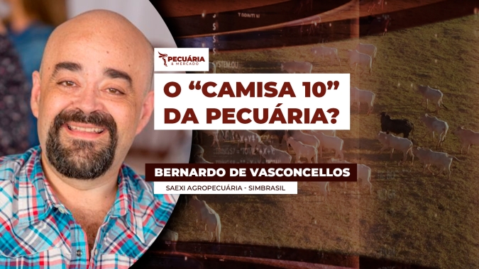 Criada no Brasil, raça Simbrasil aposta em adaptação e eficiência no campo