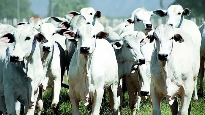Anos de descarte de fêmeas costumam ter meses de janeiro com altas mais tímidas do que em anos de retenção, analisa HN Agro