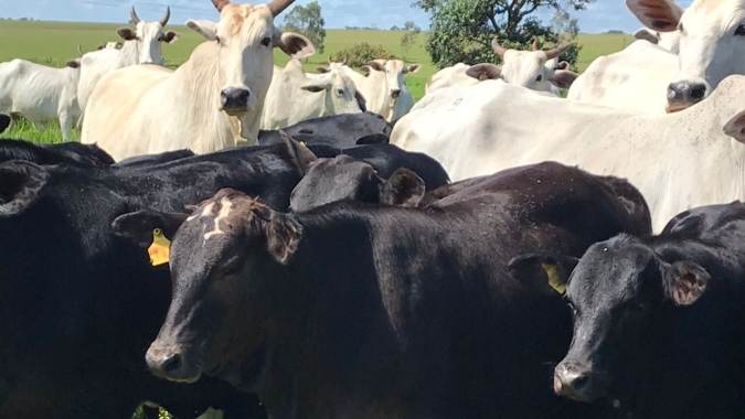 Bezerro com ágio acima de 35% exige ajuste de estratégia na pecuária de corte