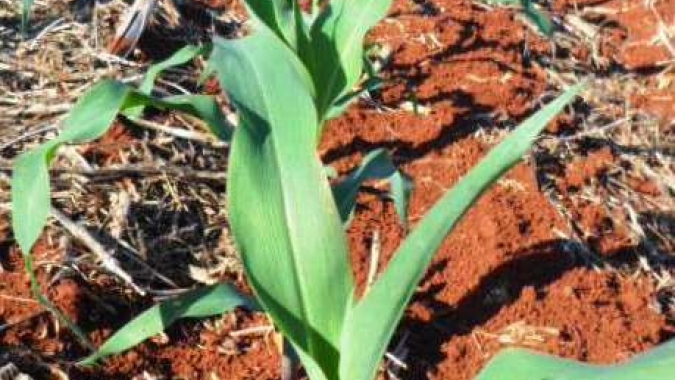 Mato Grosso do Sul ainda tem 5% das lavouras de milho por plantar, relata Famasul