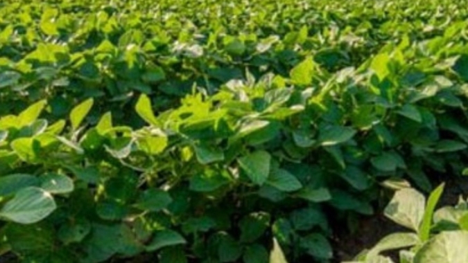 USDA estima produção de soja 2019/20 do BR em 126 mi de t e reduz safra nova dos EUA