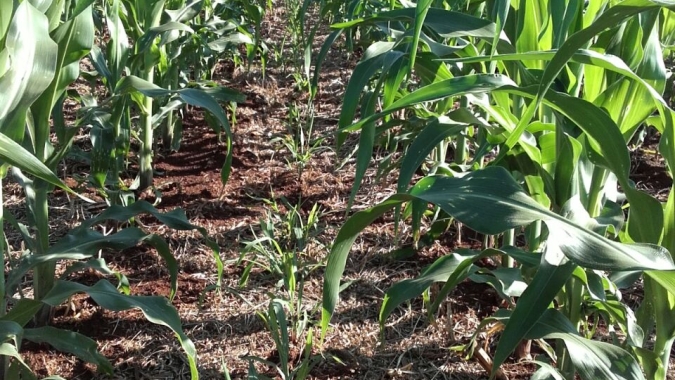 Milho segunda safra e consórcio com braquiária têm novos zoneamentos de risco climático