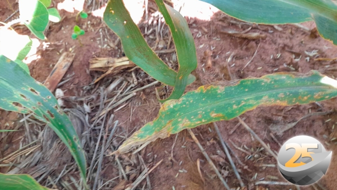 Mancha de Bipolaris aparece no milho de Laguna Carapã/MS e técnico agrícola recomenda aplicar fungicida