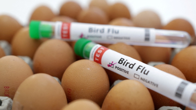 Avanço científico: vacina contra Influenza aviária entra em fase final de testes em humanos