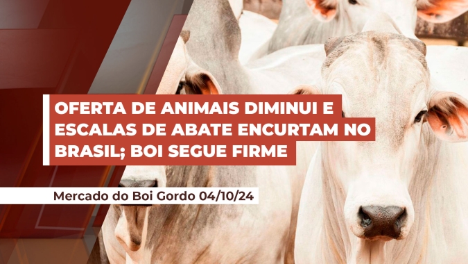 Oferta de animais diminui e já reflete em escalas de abate mais curtas em todo o Brasil; arroba segue trajetória de alta
