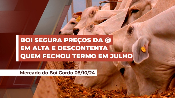 Pecuarista que travou boi a termo em julho fica de fora de altas expressivas e pode deixar de ganhar até R$ 800,00 em outubro