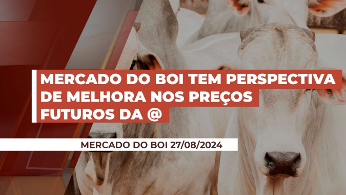 Cenário para o pecuarista melhora, com preços da @ do boi sustentados e horizonte interessante para os próximos meses no mercado futuro