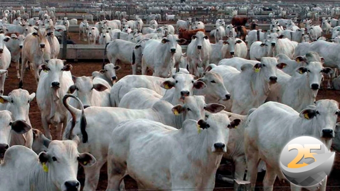 Boi: Carne bovina no atacado está no menor valor de 2022 e pode cair um pouco mais , alerta Agrifatto