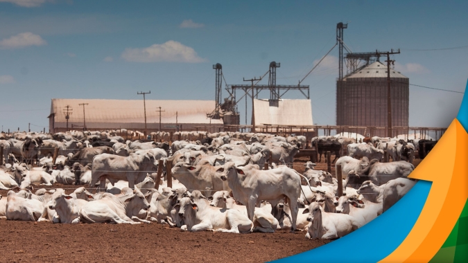 Maior atratividade nas exportações, margens positivas dos frigoríficos e fim dos estoques caros de carne podem reverter pressão sobre arroba do boi