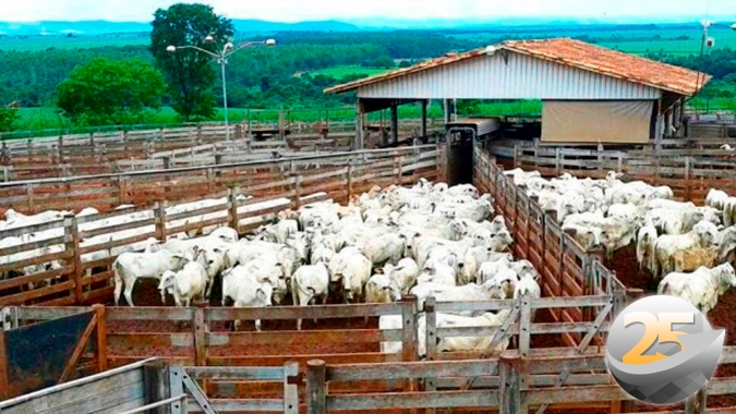 Pecuaristas se surpreendem com tamanho das escalas de abate em pleno período de entressafra e relatam dificuldade de encaixar os animais