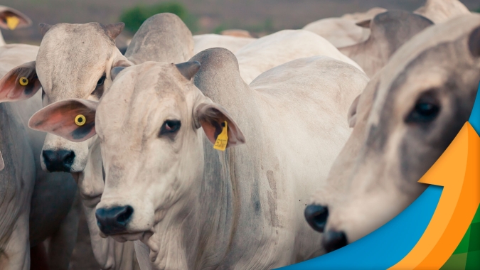 Arroba no mercado do boi gordo busca equilíbrio entre consumo interno fraco e exportações ganhando ritmo