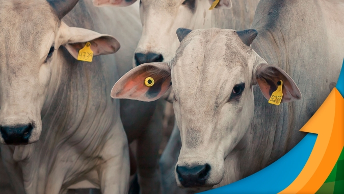 Entre a cruz e a espada, pecuarista tenta endurecer as negociações para a @ do boi, mas fica restrito por escassez de pasto