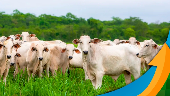 Queda da carne no atacado e alongamento das escalas de abate acendem sinal de alerta e limitam avanço da arroba do boi