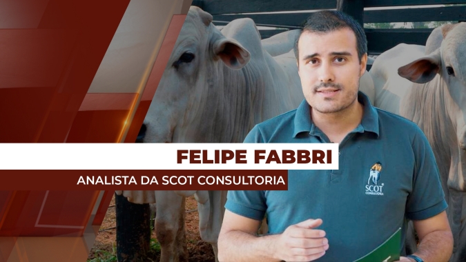Exportações sustentam preços da @ do boi e novos patamares de preços em SP já são vistos no mercado físico