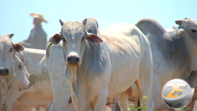 Com oferta abaixo dos R$300 por arroba em SP , pecuaristas saem das vendas. No entanto, Stonex alerta para efeito dominó com aumento de 21% no confinamento