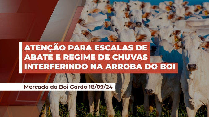 Evolução das escalas de abate e regime de chuvas podem influenciar precificação da arroba nas próximas semanas