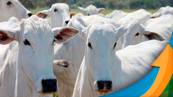 Preço médio da arroba do boi já demonstrou fraqueza em 2022 e deve seguir pressionado em 2023, alerta Datagro