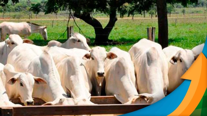 Contrato de outubro mostra recuperação no preço da arroba bovina, resta saber a intenção de confinamento por parte do pecuarista