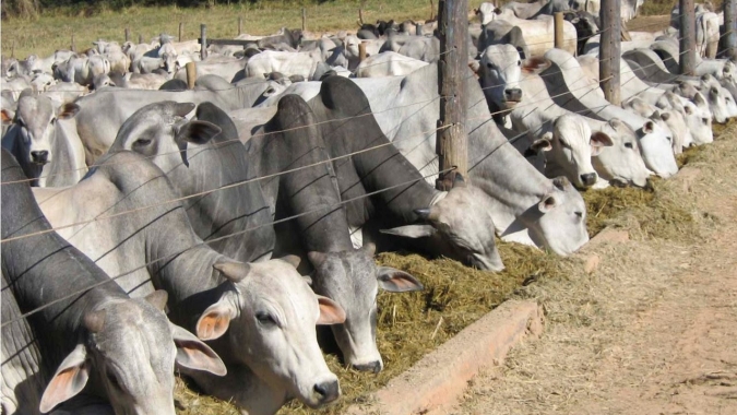 Valor Bruto da Produção Agropecuária de Rondônia deve chegar a 30 bi em 2026