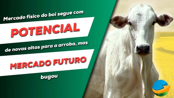 Mercado físico do boi gordo segue firme e com potencial de novas altas para arroba enquanto mercado futuro trava