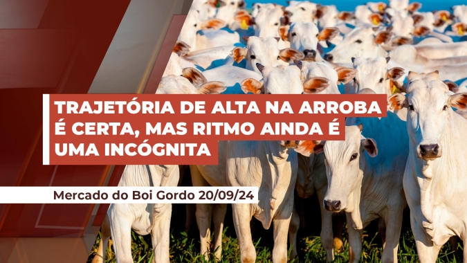 Cenário é favorável para continuidade de alta da arroba, mas o ritmo desse movimento ainda não está claro