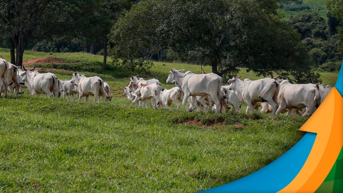 As alternativas para reduzir custo de alimentação para animais que permanecem além do prazo planejado no confinamento