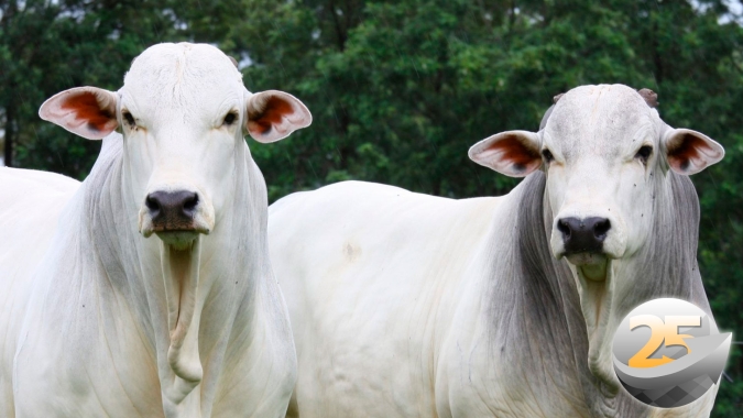 Pressão chinesa para reduzir cotações da carne bovina no mercado internacional está se intensificando e deve seguir assim até maio, alerta analista