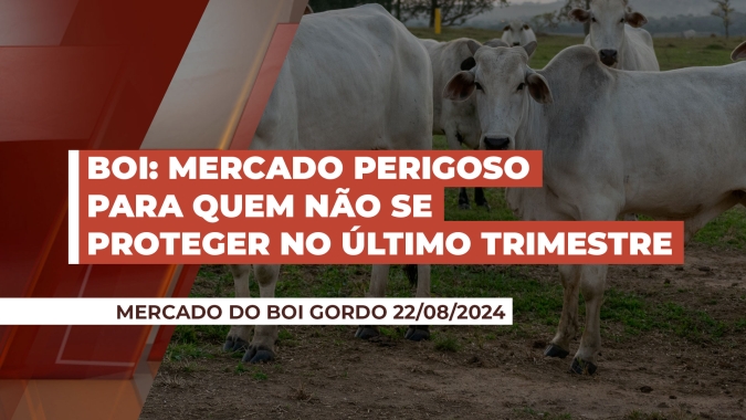 Boi: Projeções do Itaú BBA para o final do ano apontam para oferta e demandas crescentes, porém com um mercado perigoso para quem estiver descoberto