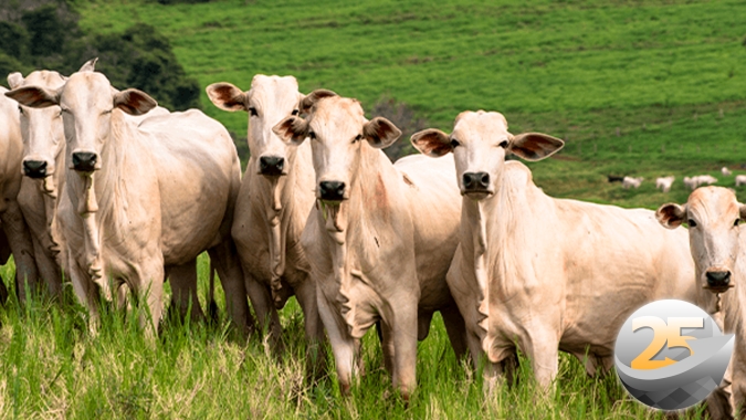 Retomada do movimento de alta para a arroba do boi ainda depende do encurtamento das escalas de abate e redução dos estoques de carne